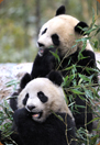 les pandas  Beauval